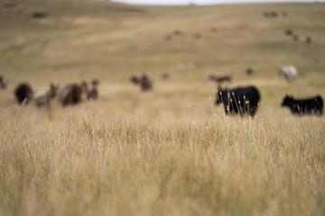 cow portrait in a field on a farm herd of cows