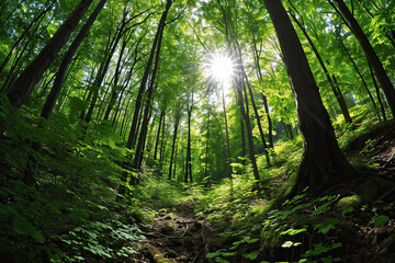 Obraz premium Panoramic view of a forest in spring with sun rays.