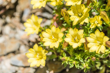 native species of yellow Gentiana flowers