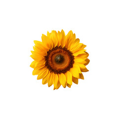 Sunflower flower isloted on a png background.
