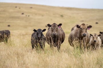 beef meat cow on a farm. herd of cattle in summer