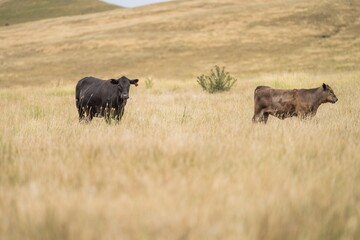 Beautiful sustainable herd of stud cows in a field in a tall dry grass field on a agricultural farm in summer