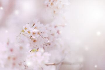 Flower and light; background or texture; spring concept