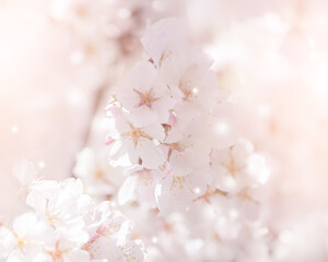 Fototapeta premium Flower and light; background or texture; spring concept