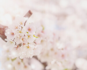 Flower and light; background or texture; spring concept