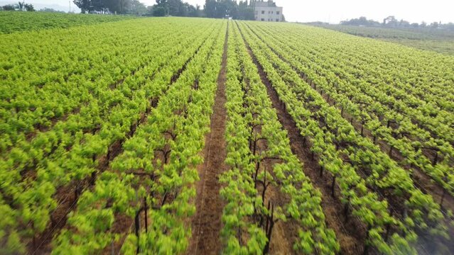 Scenic view of grape vineyard green landscape, Maharashtra, India