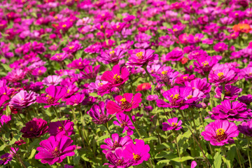 pink and purple cosmos flowers farm