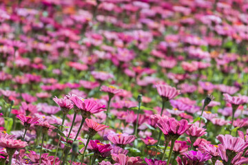 pink and purple cosmos flowers farm