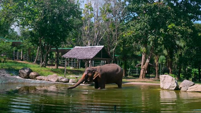 Footage of an Asian elephant in the water taking a bath and drinking the water. Footage filmed in Phuket Thailand at Phuket Elephant Sanctuary