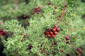 Foliage and fruits of the evergreen shrub or small tree Phoenicean juniper or Juniperus phoenicea