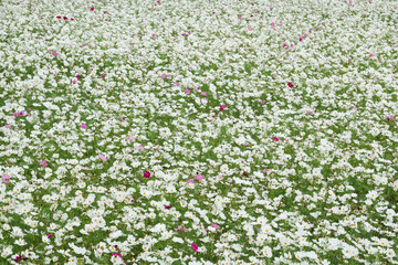 white cosmos flowers farm