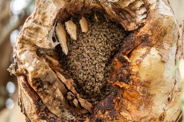 bee hive in a red gum tree hollow on a farm in australia. native bee hive with honey - obrazy, fototapety, plakaty