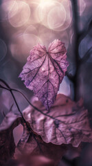 Beautiful heart shaped leaf in cold and winter love atmosphere. Valentine's day winter concept