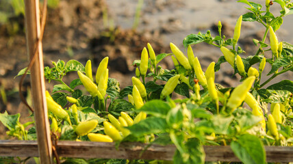 Obraz premium fruiting chili plants. chili plants in the rice fields in the morning