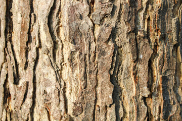 barn texture. wooden pattern