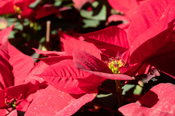 poinsettia flowers with red leaves