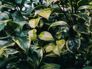 Tree leaves