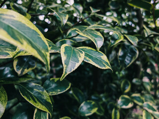 Tree leaves
