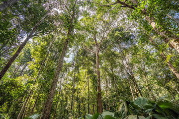 Bottom view of tree trunk and green leaves of big tree in tropical forest.