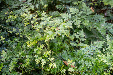 Fototapeta premium Bottom view of tree trunk and green leaves of big tree in tropical forest.