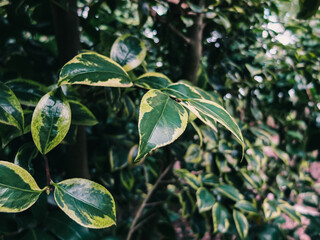 Tree leaves