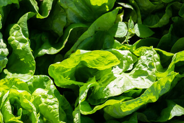 organic green vegetables farm