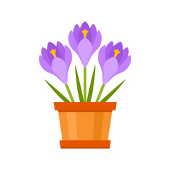 Crocuses in a flower pot isolated on white. Gift bouquet. Vector illustration. Icon in flat style.