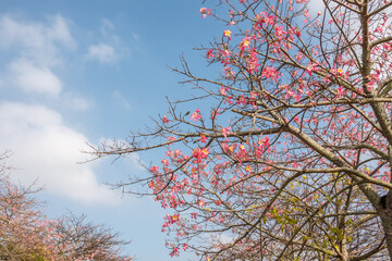 pink silk floss tree flowers