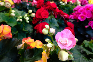 beautiful camellia flowers