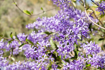 Purple Wreath flowers
