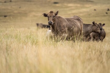 cow portrait in a field on a farm in summer