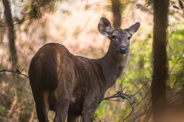 sambar deer in the woods