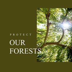 Fototapeta premium Composite of protect our forests text and sun shining through trees in woodland