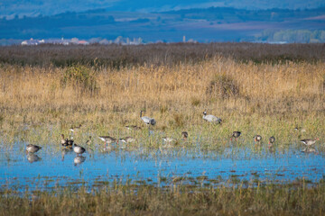 Geese and cranes at lake Neusiedlersee Burgenland