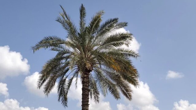 Tall Phoenix Dactylifera or date palm tree trunk top head with green leaves isolated on hot summer blue sky background. Dates palmtree cultivation business in gulf concept. Closeup view.