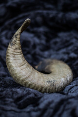 Fototapeta premium blue sheep horn collected from the wild