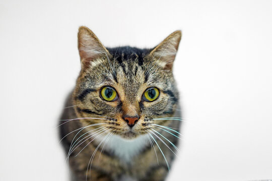 Head of a gray tabby cat close-up on a white background