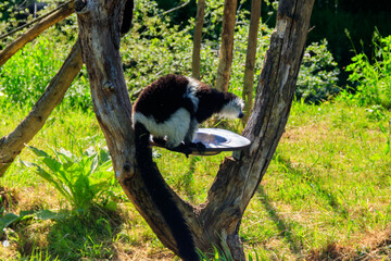 Black and white ruffed lemur (Varecia variegata)