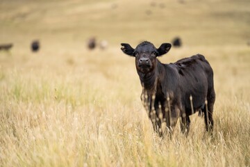 herd of cattle in outback australia in summer