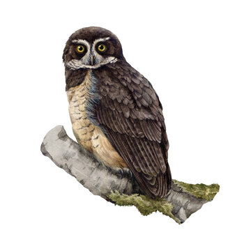 Spectacled owl watercolor illustration. Hand painted Pulsatrix perspicillata tropical avian. Realistic detailed owl portrait. Wildlife bird predator on a tree branch. Isolated on white background