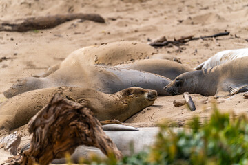 Elephant seal throws sand at itself, Año Nuevo State Park, California