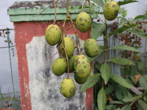 fruit from grafted kedondong (Spondias dulcis ambarella, otaheite apple or great hog plum)