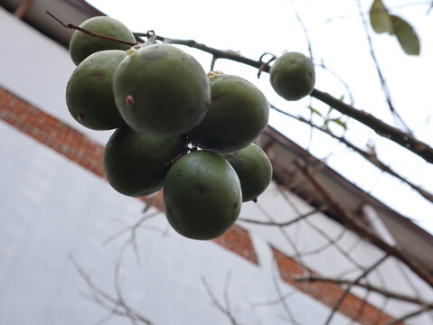 fruit from grafted kedondong (Spondias dulcis ambarella, otaheite apple or great hog plum)