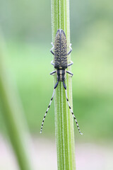 Agapanthia villosoviridescens, known as the golden-bloomed grey longhorn beetle, insect from Finland