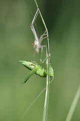 Great green bush-cricket, Tettigonia viridissima, shedding nymphal skin