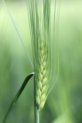 Closeup of Barley, Hordeum vulgare