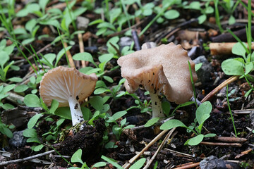 Entoloma neglectum, a pinkgill mushroom from Finland, no common English name