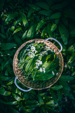 Picking wild garlic (allium ursinum) in forest.