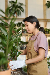 Obraz premium Hispanic woman working on plant repotting surrounded by greenery at her workplace in plant store