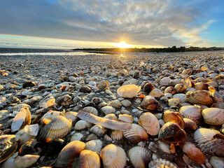 Sea shells on wet sand. Summer North sea in Zandvoort, the Netherlands